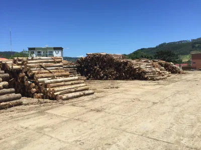 Log Yard Indonesia Keruing 2